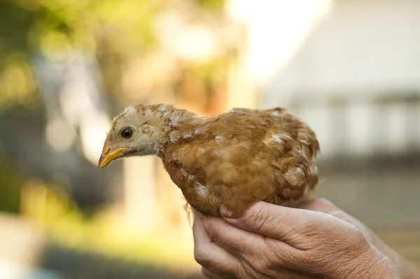 stock image Brown Chick