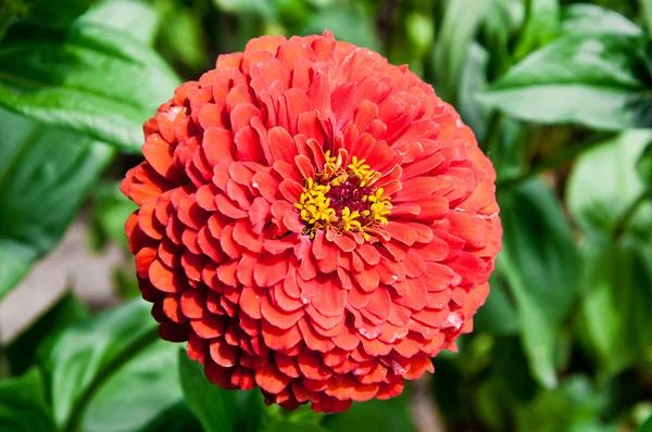 stock image Red flower close up