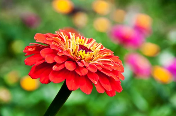 stock image Red flower close up