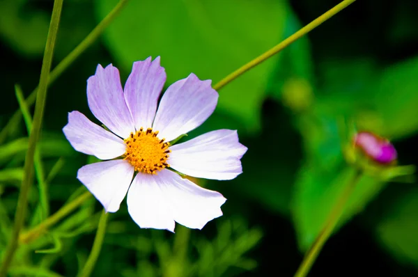 Margarita flor blanca de verano —  Fotos de Stock