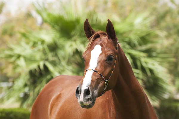 An Arabian stallion — Stock Photo, Image