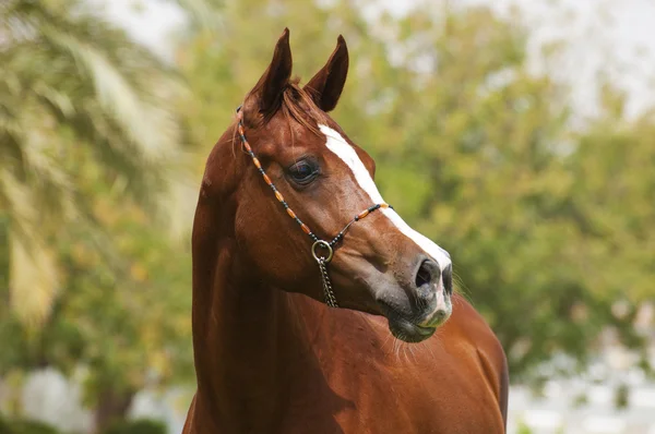 アラビアの種馬 — ストック写真