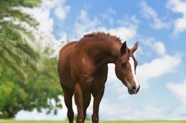 Uno stallone arabo — Foto Stock