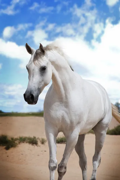 Beyaz Arap atı — Stok fotoğraf