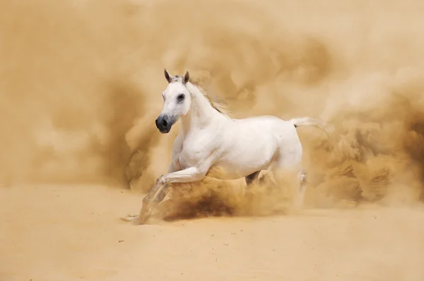 Caballo árabe blanco —  Fotos de Stock