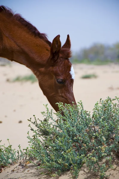 Uno stallone arabo — Foto Stock