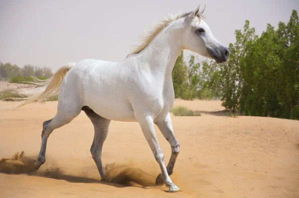 Caballo árabe blanco — Foto de Stock