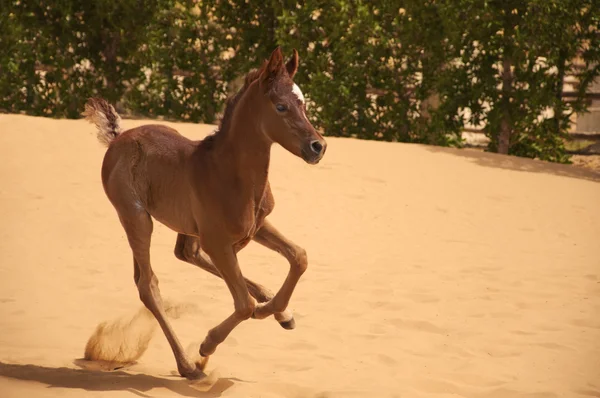 Ένα αραβικό foal στην έρημο — Φωτογραφία Αρχείου
