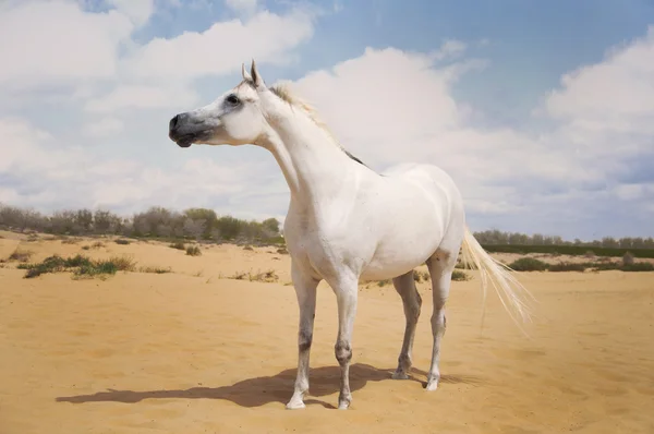 White arabian horse — Stock Photo, Image