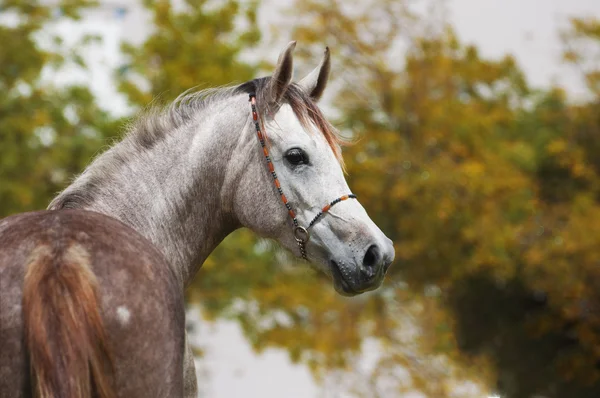 Серая арабская лошадь — стоковое фото