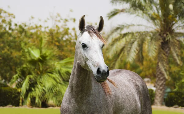 Γκρι αραβικό άλογο — Φωτογραφία Αρχείου