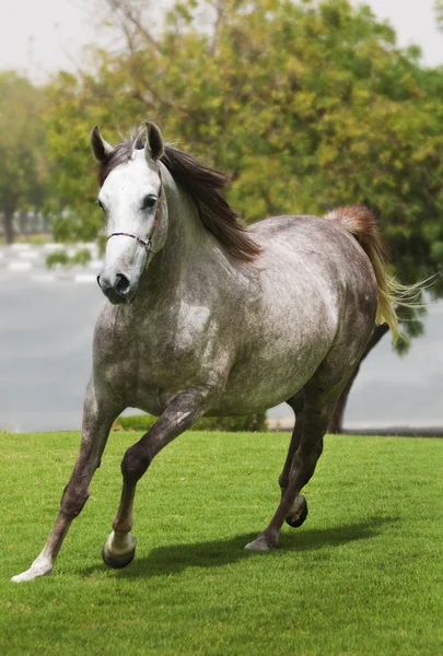 Серая арабская лошадь — стоковое фото