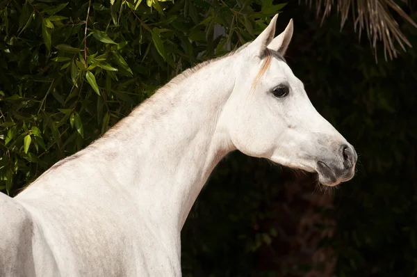 Witte Arabische paard — Stockfoto