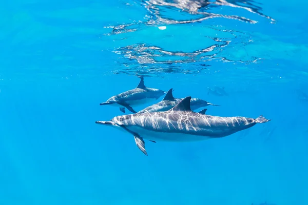 Delfiner under vattnet — Stockfoto