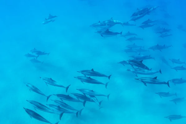 Delfiny pod wodą — Zdjęcie stockowe