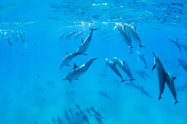 Dolfijnen onderwater — Stockfoto