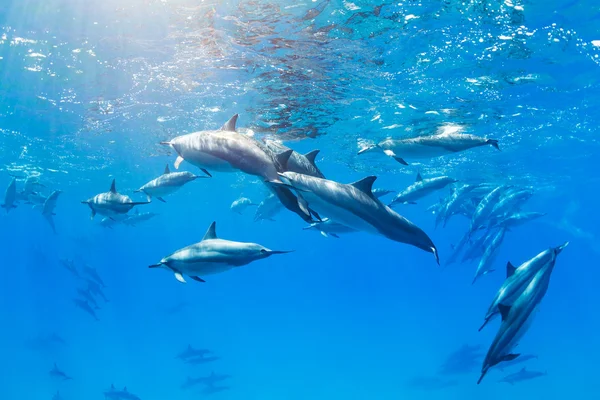 Delfiner under vattnet — Stockfoto