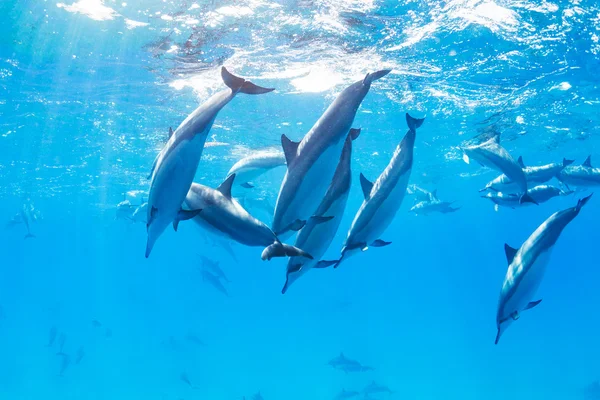 Dolphins Underwater — Stock Photo, Image