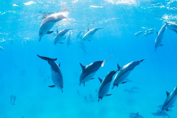 Víz alatti delfinek — Stock Fotó