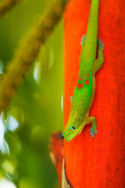 Tropical Lizard clipart