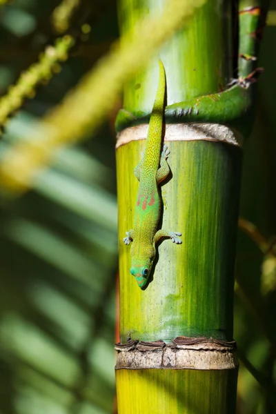 Гекон зелений ящірка — стокове фото