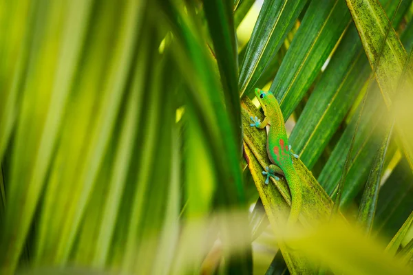 熱帯のトカゲ — ストック写真