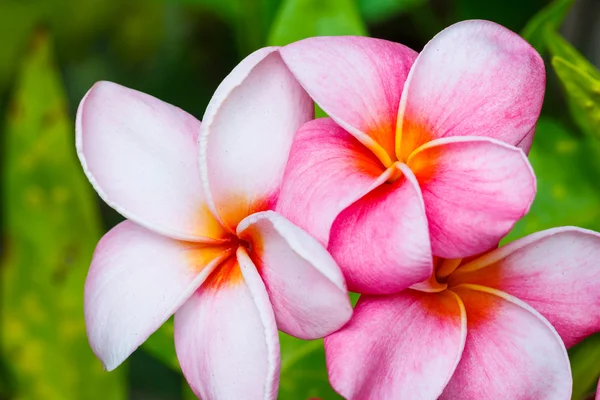 Trópusi virágok — Stock Fotó