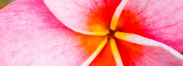 Tropikal çiçek panorama — Stok fotoğraf