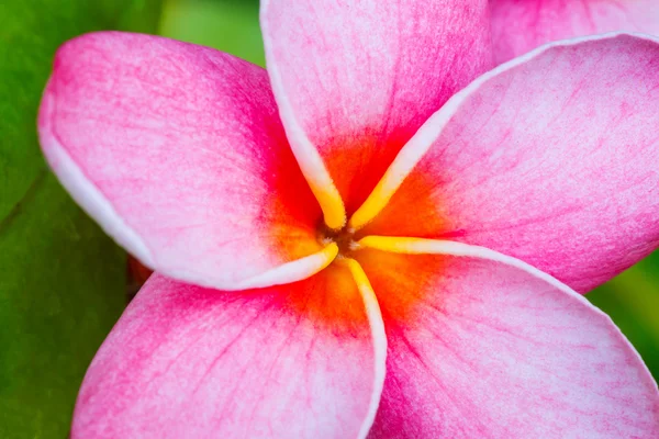 Tropische Blume — Stockfoto
