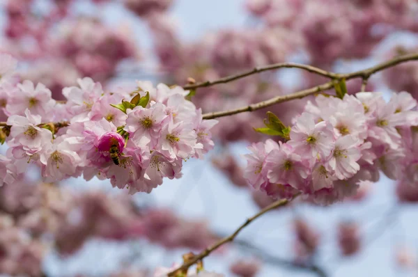 ผึ้งบนดอกไม้สีชมพู — ภาพถ่ายสต็อก