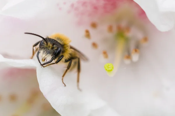 Wasp on a flower — Stock Photo, Image