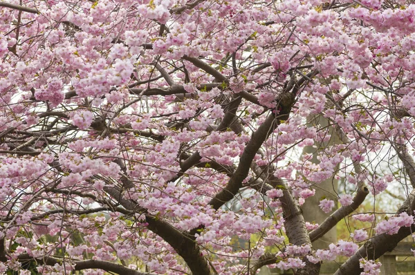 Wiśniowe drzewo ozdobne na wiosnę — Zdjęcie stockowe