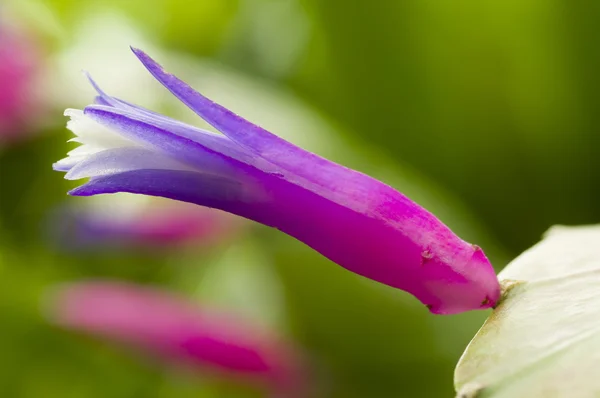 Tropikalny kwiat różowy i niebieski — Zdjęcie stockowe