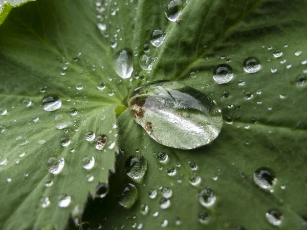 Dew drops on green leaf — Stock Photo, Image