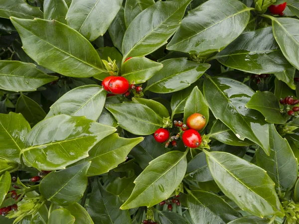 Červené bobule a zelené listy — Stock fotografie