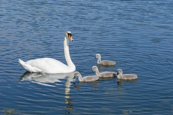 stock image Parent swan with offspring