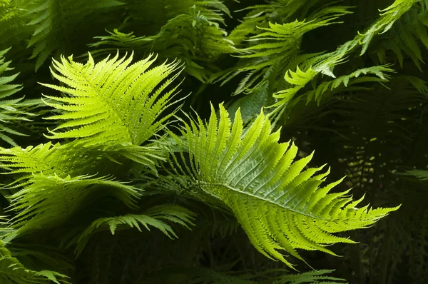Yeşil eğrelti otu yaprakları — Stok fotoğraf