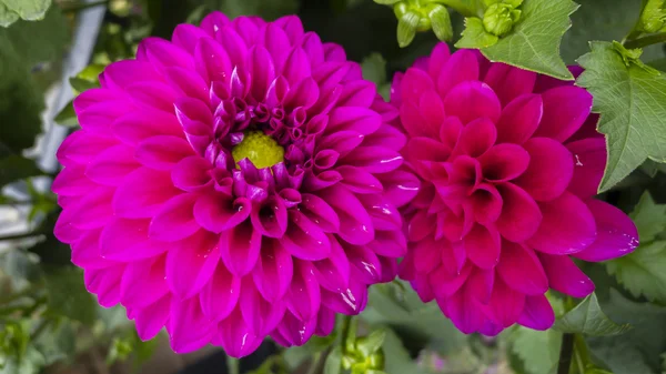 Stock image Red Dahlia flower