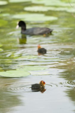 Coot aile bir gölet üzerinde