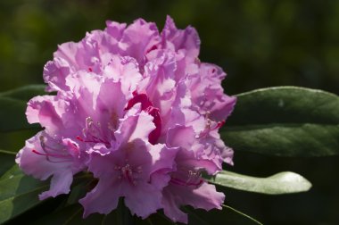 Pembe Azalea çiçekleri yakın