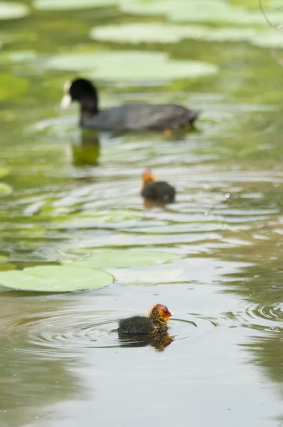 Família Coot em uma lagoa — Fotografia de Stock