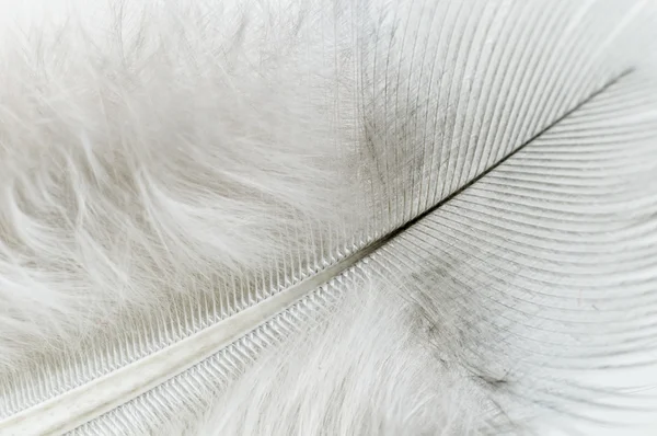 Λευκό φτερό από κοντά — Φωτογραφία Αρχείου