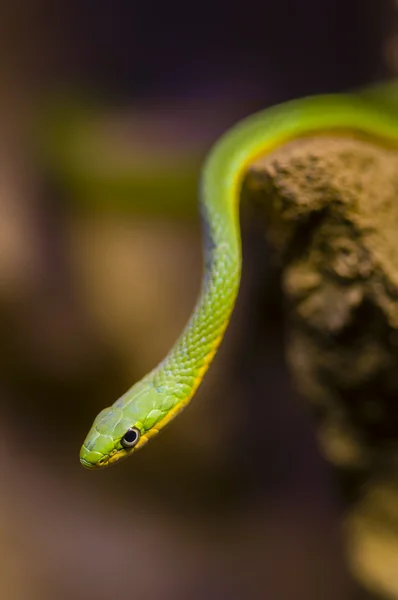 Hängende grüne Schlange — Stockfoto