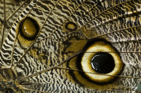 Close up of butterfly wing — Stock Photo, Image