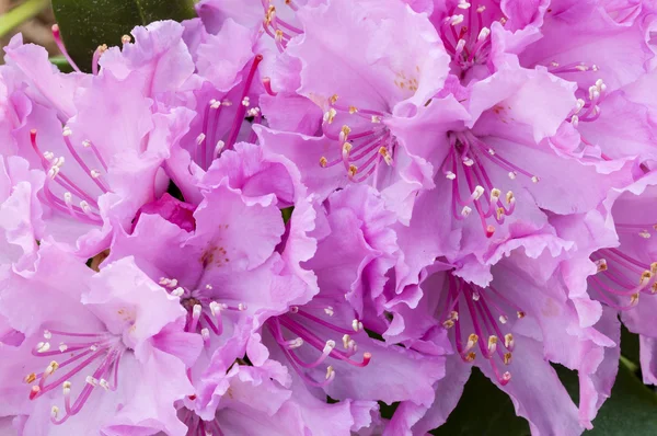 Pink azalea flowers close up — Stock Photo, Image