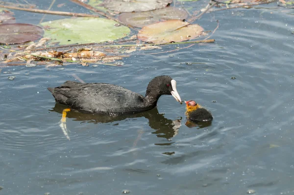 Coot family on a ponf — Stock Photo, Image