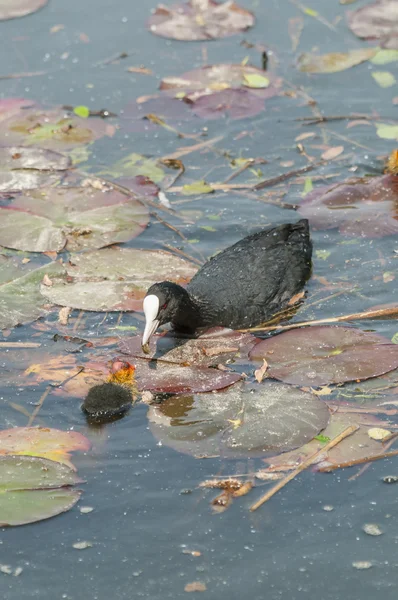 Coot family on a ponf — Stock Photo, Image