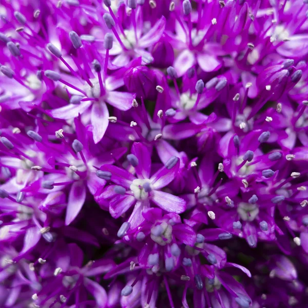 Stock image Ornamental allium flower