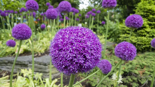 stock image Ornamental allium flower