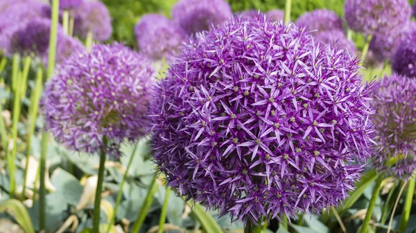 Stock image Ornamental allium flower